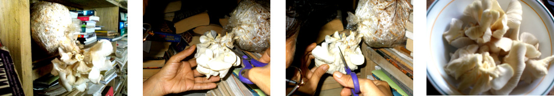 Images of oyster mushrooms being
        harvested in tropical home