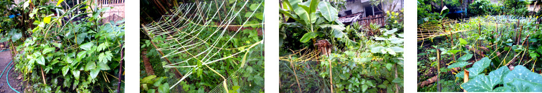 Images of protected garden patches in
        tropical backyard