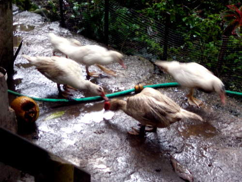 Image of duck drinking from puddle in
        tropical backyard