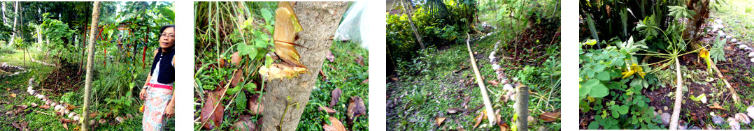 Images of male papaya tree being
        chopped down in tropical backyard