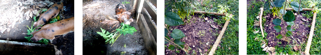 Images of tropical backyard papaya tree being processed