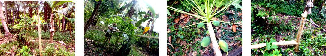 Images of papaya tree cut down in
        tropical ackyard