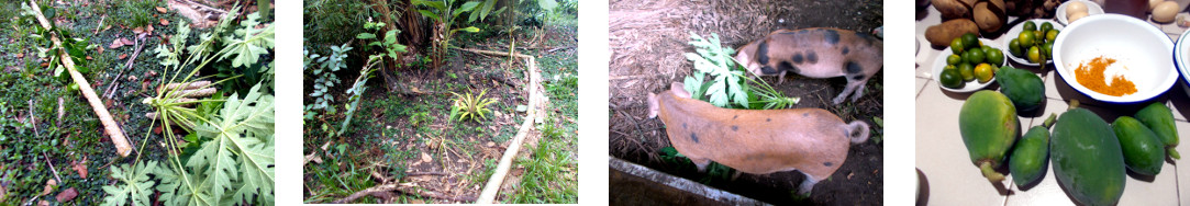 Images of tropical backyard papaya tree cut down and
        processed