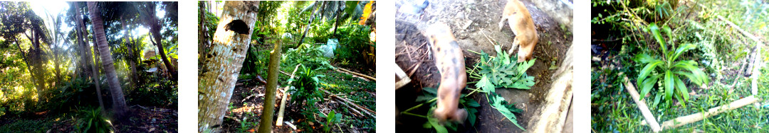 Images of tropical backyard papaya
        tree chopped down and processed