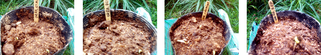 Images of potted okra seeds sprouting
        in tropical backyard