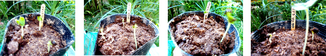 Images of tropical backyrd Okra seedlings 24 hours after
        sprouting