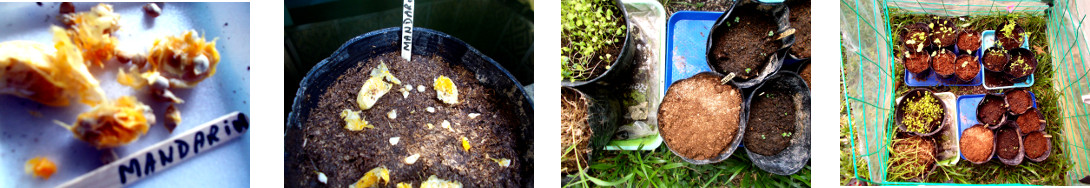 Images of shop bought mandarine seeds
        potted in tropical backyard