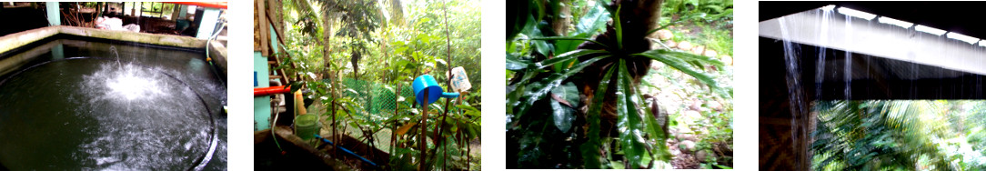 Images of rain in tropical backyard