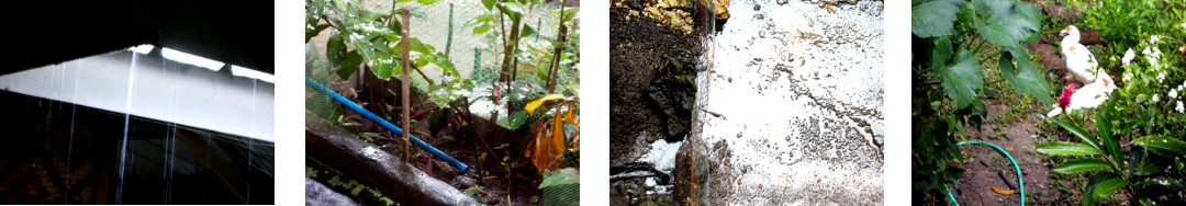 Images of rain in tropical backyard