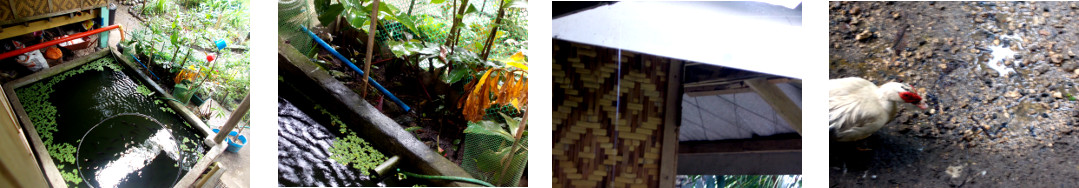 Images of rain in tropical backyard