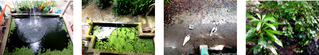 Images of rain in tropical backyard