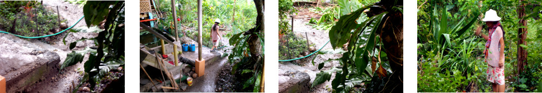 Images of rain in tropical backyard