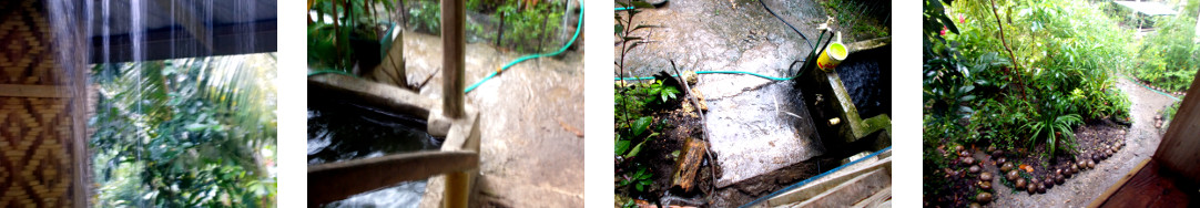 Images of rain in tropical backyard