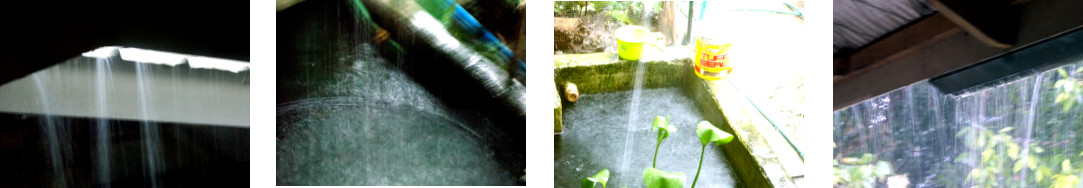 Images of rain in tropical backyard