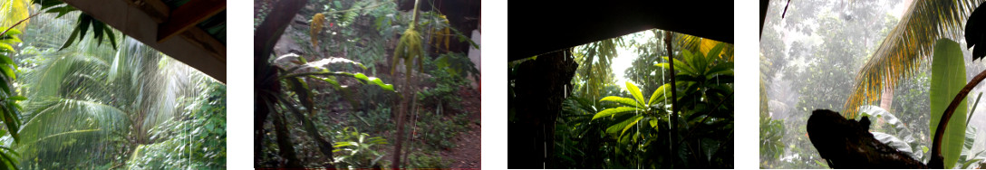 Images of rain in tropical backyard