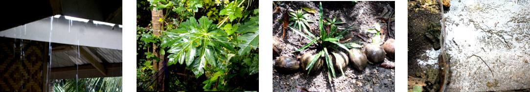 Images of rain in tropical backyard