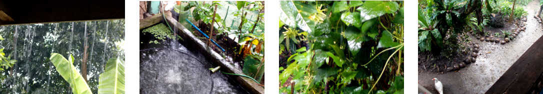 Images of rain in tropical backyard