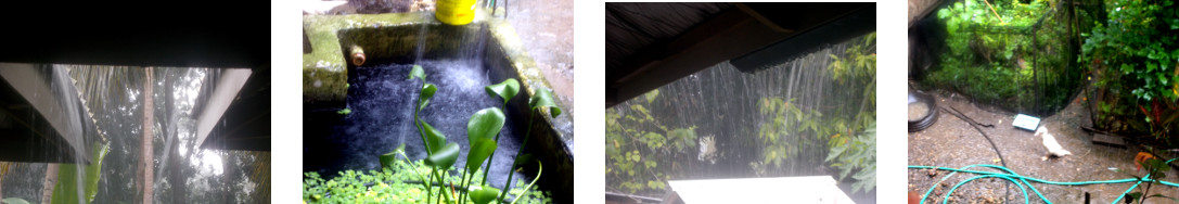 Images of rain in tropical
            backyard