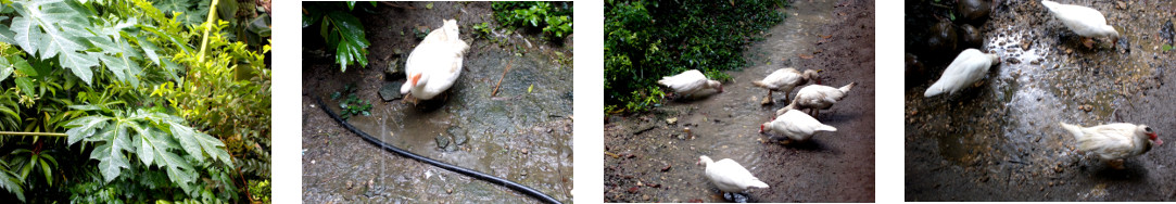 Images of rain in tropical backyard