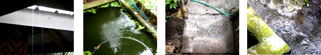 Images of rain in tropical backyard