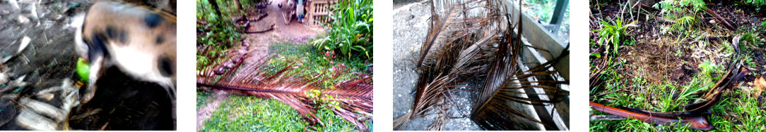 Images of fallen debris after rain in the night
        proccesd