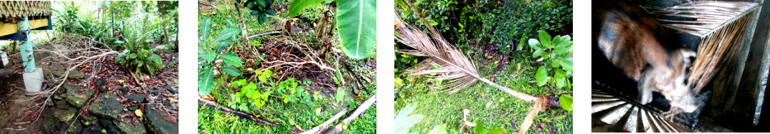 Omages of fallen branches cleared away
        afrer night rain in tropical backyard