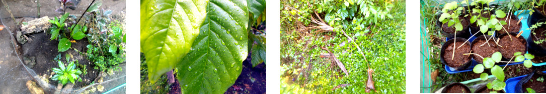 Images of early morning in tropical
        backyard after rain in the night