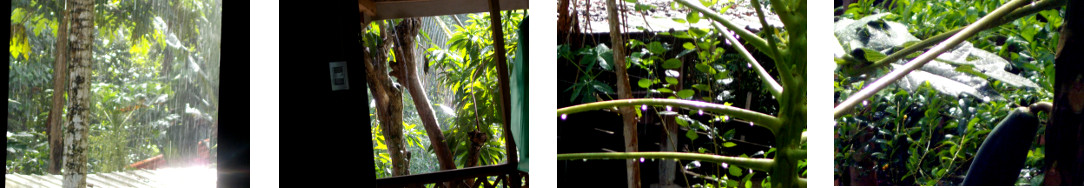 Rain and sun in tripical backyard