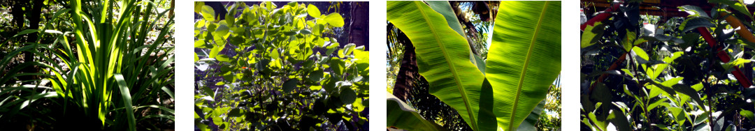 Images of sunny morning in tropical
        backyard