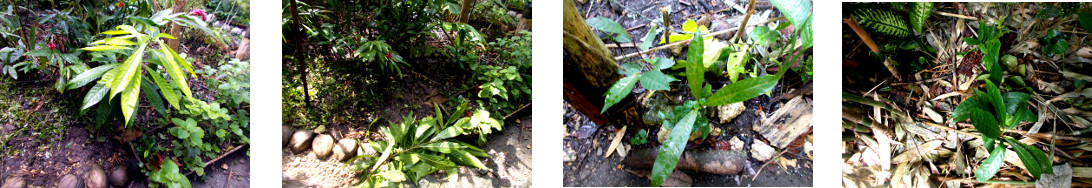Images of chesa seedlings
              transplanted in tropical backyard