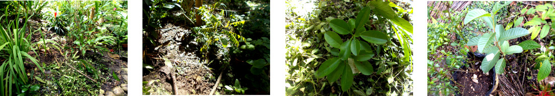 Images of newly bought fruit tree cuttings
            transplanted in tropical backyard