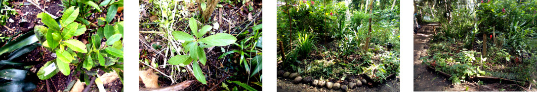 Images of transplanted fruit trees in tropical
            backyard