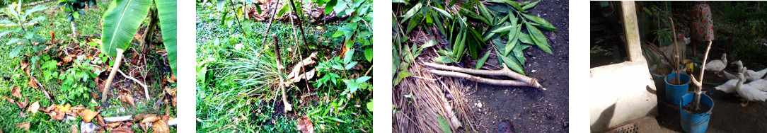 Images of hog plum cuttings planted in tropial backyard
