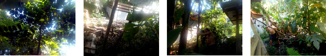 Images of man chopping down a small
        tree in tropical backyard