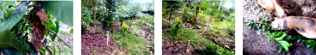 Images of a small tree in tropical
        backyard cut down and fed to animals