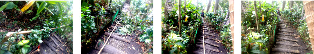 Images of small mahogany tree being
        chopped down and cleared up in tropical backyard border hedge
        area