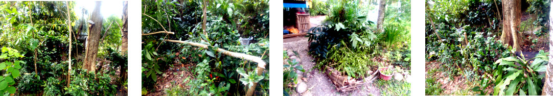 Images of small mahogany tree removed from tropical
        backyard border area