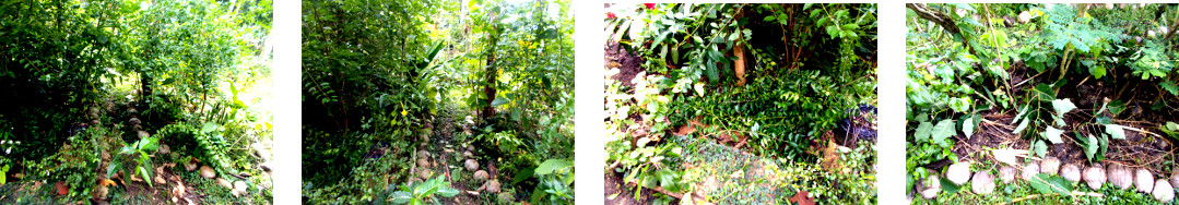 Images of garden paths being cleaned up in tropical
        backyard
