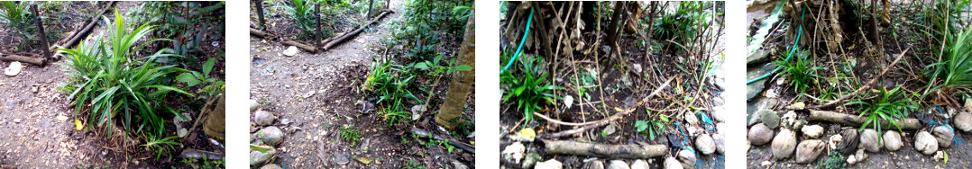 Images of transplanted pandaan plants in tropical
        backyard