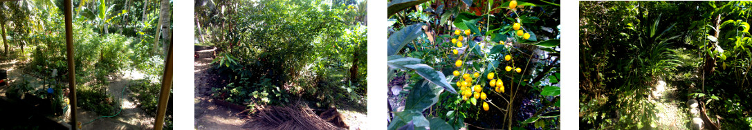 Images of tropical backyard garden
        patch being trimmed