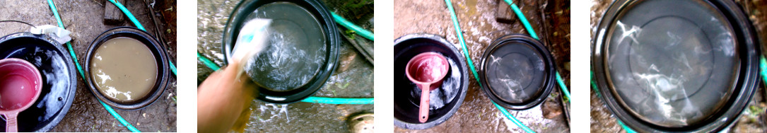Images of tropical backyard ducks'
        water bowl being cleaned