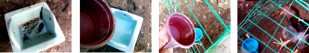 Images of tropical backyard
            roosters being given clean waters