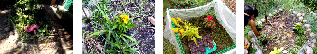 Images of newly bought plants given temporay positions
        in tropical backyard