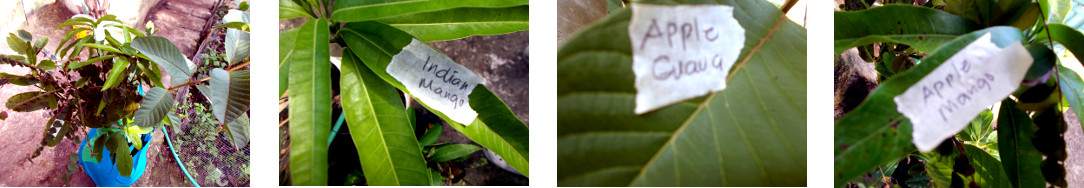 Images of markotted trees bought at
        tropical Christmas market