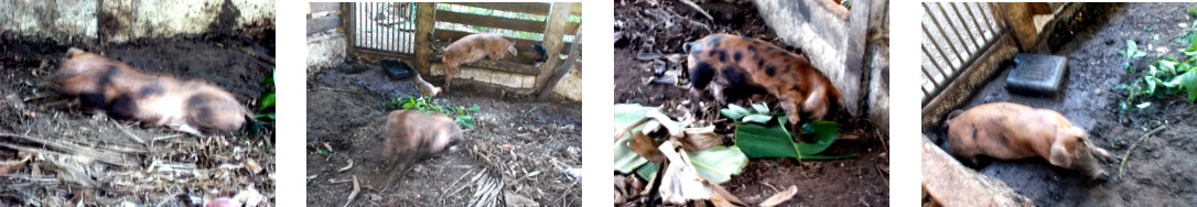 Images of two tropical backyard
        piglets