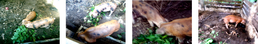 Images of two tropical baclyard
        piglets