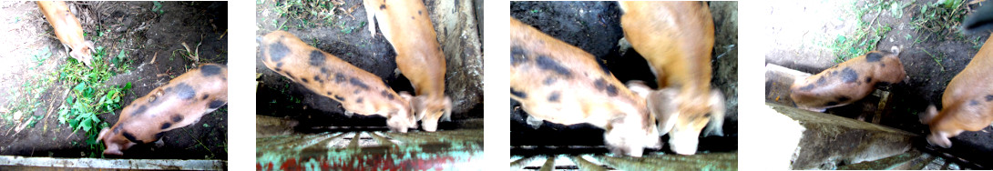 Images of two tropical backyard
        piglets