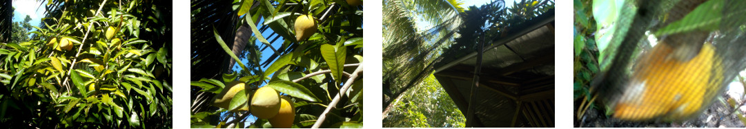 Images of Chesa being harvested in
        tropical bckyard