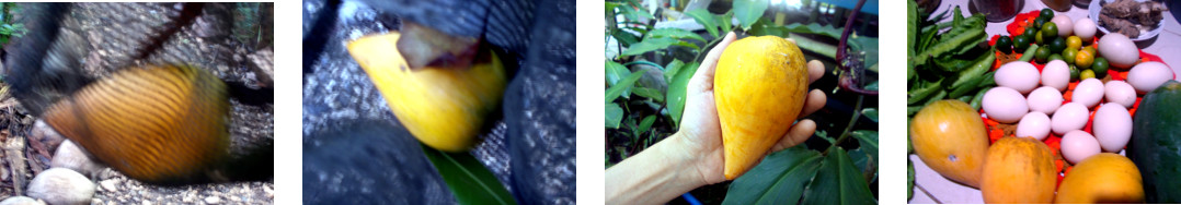 Images of Chesa being harvested in tropical backyard