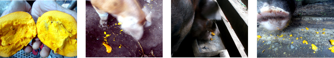 Images of pigs eating Chese fruit
